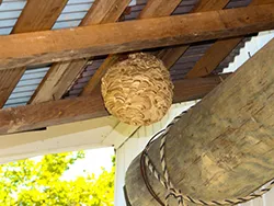 ハチの巣撤去