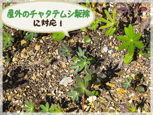 チャタテムシ チャタテムシ シミ駆除 退治 発生 源調査 7 700円 キッチン リビング ビルや商業施設などでの駆除作業に対応 作業費用 料金目安をご紹介 街の修理屋さん チャタテムシ チャタテムシ シミ駆除 退治 発生 源調査 7 700円 キッチン リビング ビルや商業施設などでの駆除作業に対応 作業費用 料金目安をご紹介 街の修理屋さん