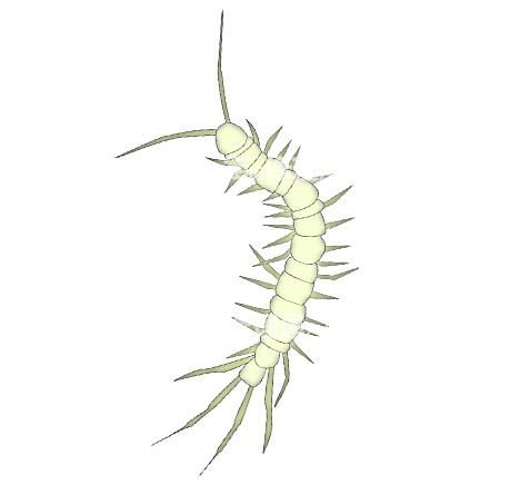 家に出るムカデの種類を徹底解説 気を付けるべき毒と対処方法も教えます 街の修理屋さん