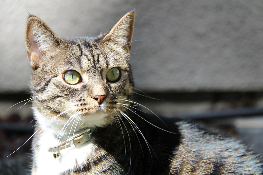 換気扇から異音がキーンと鳴るときの原因と予防法を解説します 街の修理屋さん