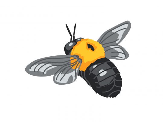 クマバチの特徴