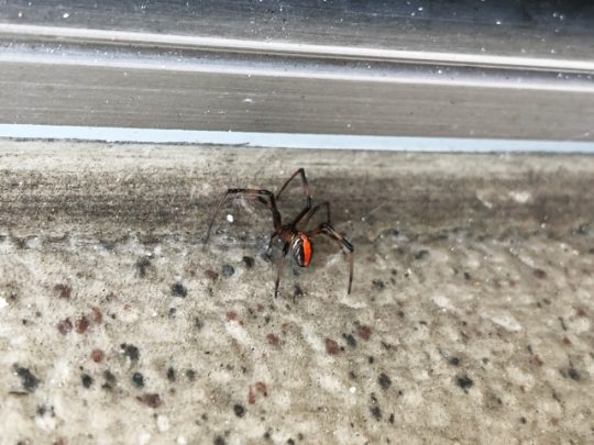 セアカゴケグモを見つけたら 黒地に赤い砂時計模様のクモは毒に注意 街の修理屋さん