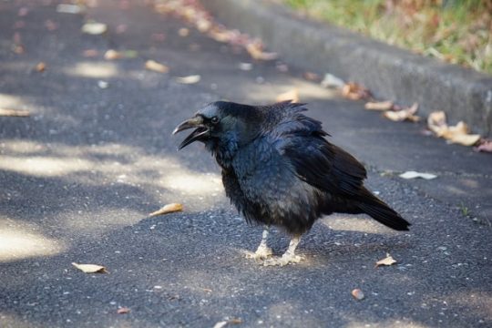 カラスの威嚇行動