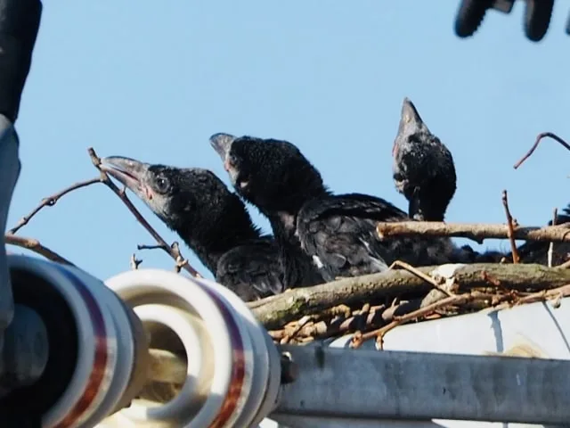 カラスの赤ちゃんと繁殖期は ヒナを拾ったときの注意点とあわせて解説 街の修理屋さん