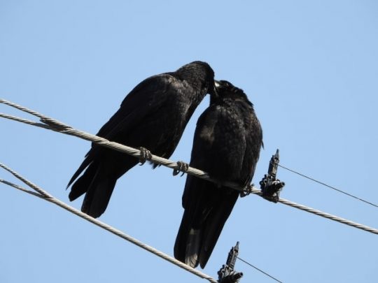 カラスの繁殖期と凶暴化の関係