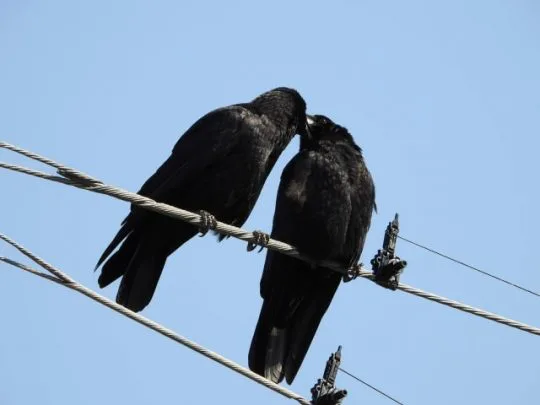 カラスの巣と威嚇の関係 生態と習性を知って被害を防ぐ方法 街の修理屋さん