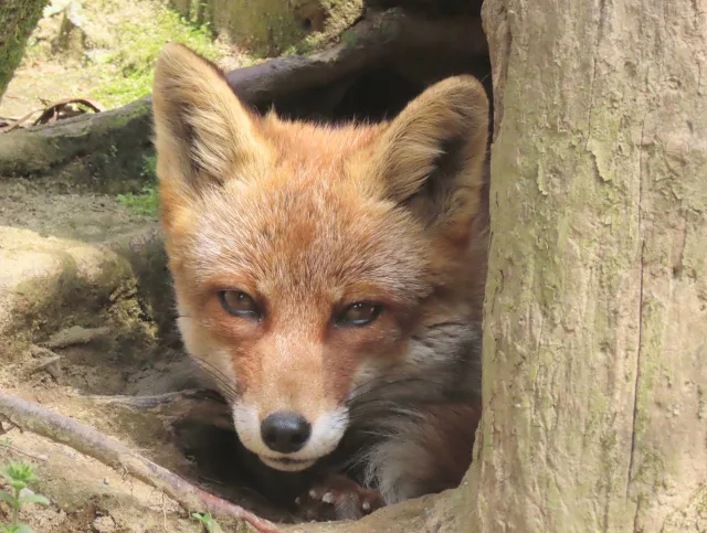 キツネはエキノコックスの感染源 畑や庭にキツネが来てたら要注意 街の修理屋さん