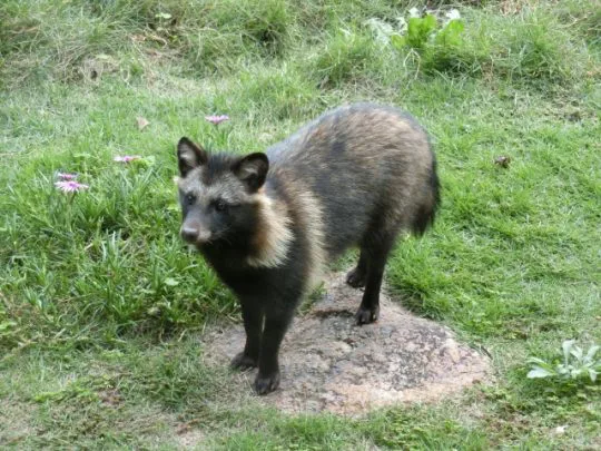 たぬきのふんに困っている人は必見 フンの特徴と予防方法教えます 街の修理屋さん