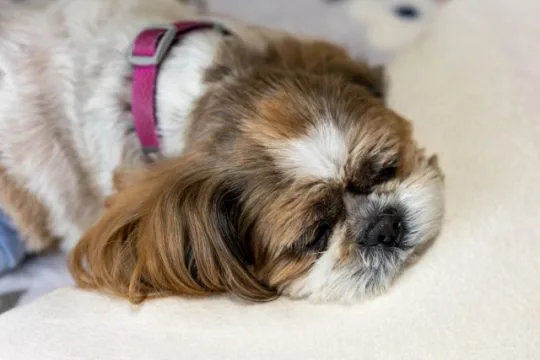 犬はマムシに咬まれやすい 好奇心旺盛なペットのワンちゃんは気を付けて 街の修理屋さん