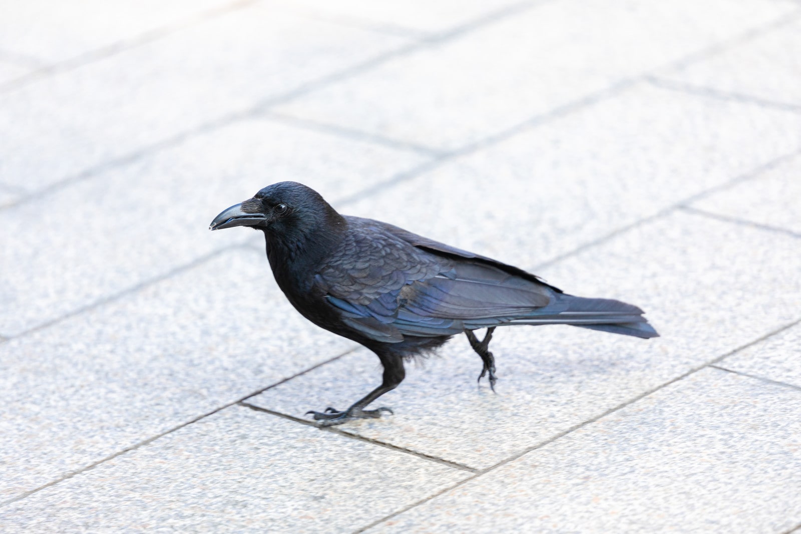 カラス対策の豆知識 被害に遭わなくするための方法 街の修理屋さん