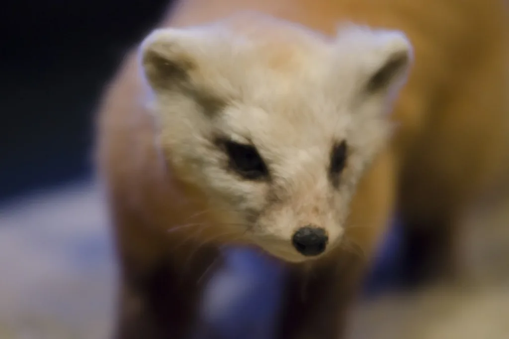 テンなど野生動物が住み着いたら駆除できる テンの生態から対策まで徹底解説 街の修理屋さん