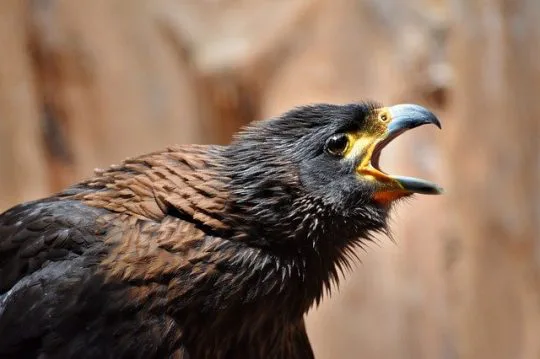 カラスを音で撃退 嫌がる音で迷惑な被害を激減させる 街の修理屋さん