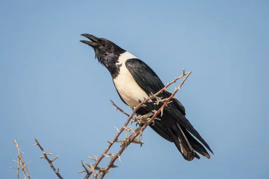 カラスの種類を徹底解説 日本にいるおもな6種の特徴をご紹介 街の修理屋さん