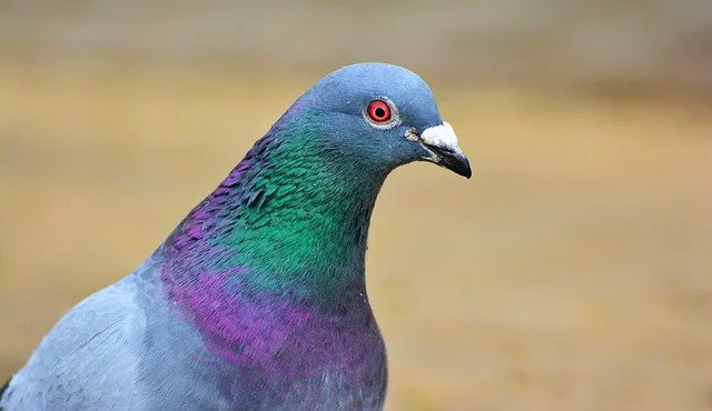 鳩の鳴き声の種類や違い 騒音被害について解説 街の修理屋さん