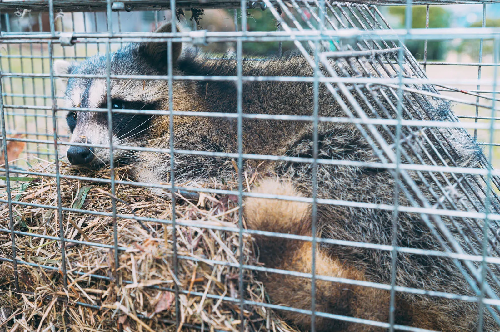 アライグマ駆除のコツって かわいい見た目と裏腹な実態もあわせて解説 街の修理屋さん