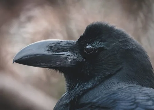 カラスの種類を徹底解説 日本にいるおもな6種の特徴をご紹介 街の修理屋さん