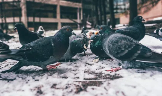 鳩の種類は結構ある 日本にいる主な7種と特徴をご紹介 街の修理屋さん