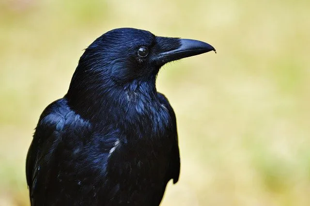 カラスの寿命と生態 長生きするってほんとなの 街の修理屋さん