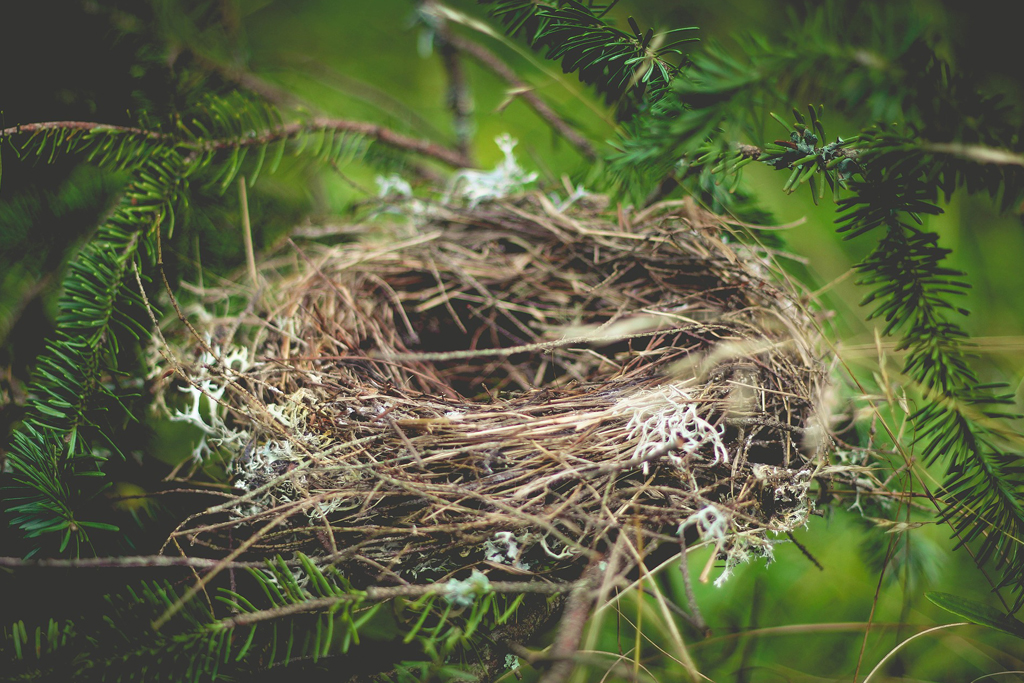 鳥の巣の駆除方法