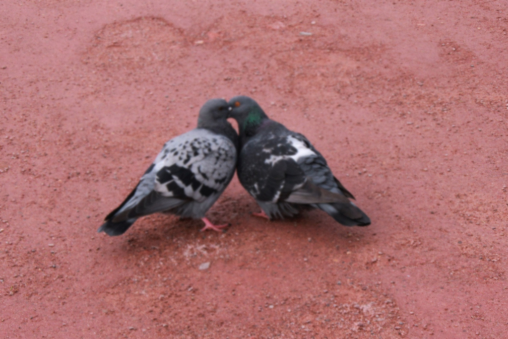 鳩の対策はいつから始める ふん害が出る前にやるべきことを段階別に解説 街の修理屋さん