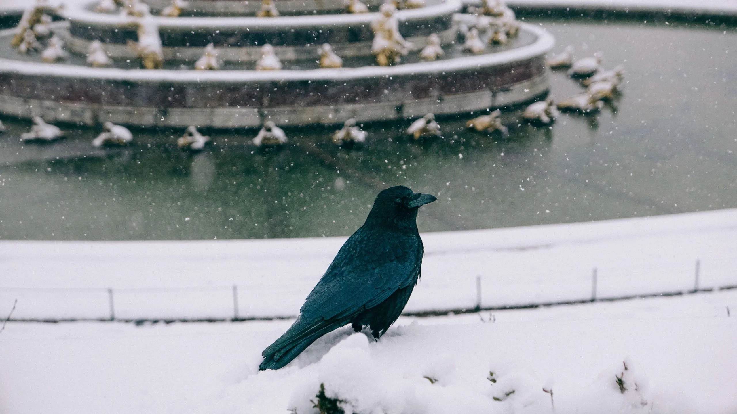 カラスの種類を徹底解説 日本にいるおもな6種の特徴をご紹介 街の修理屋さん