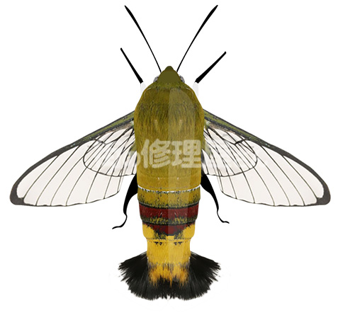 オオスカシバの成虫(イメージ)
