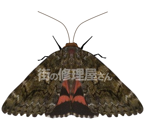 オニベニシタバの成虫(イメージ)