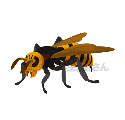 コガタスズメバチのイメージ