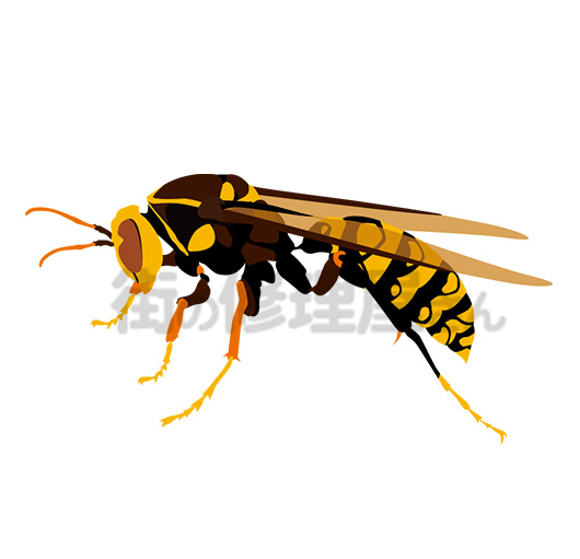 ヤマトアシナガバチのイメージ