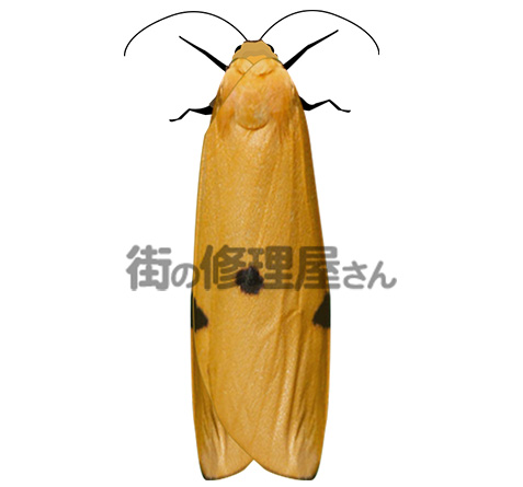 ヨツボシホソバの成虫の雌(イメージ)