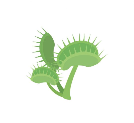 食虫植物のイメージ